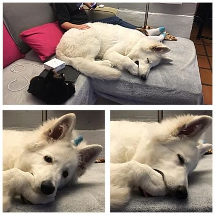 Photo de Phantom, Berger blanc suisse pure race