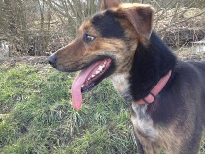 Photo de Sam, Border Collie crois� Beauceron