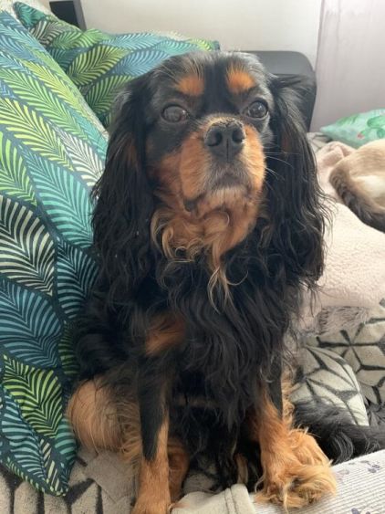 Photo de Lakers, Cavalier King Charles pure race