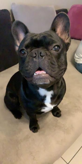 Photo de Owen, Bouledogue fran�ais pure race