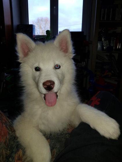 Photo de Jack, Husky crois� Samoy�de
