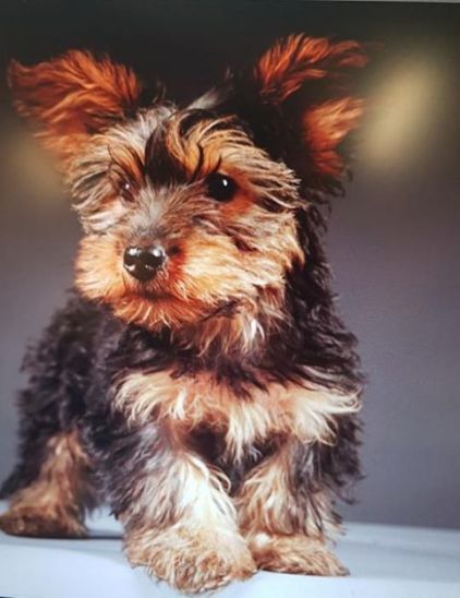 Photo de Callie, Yorkshire terrier crois� Teckel