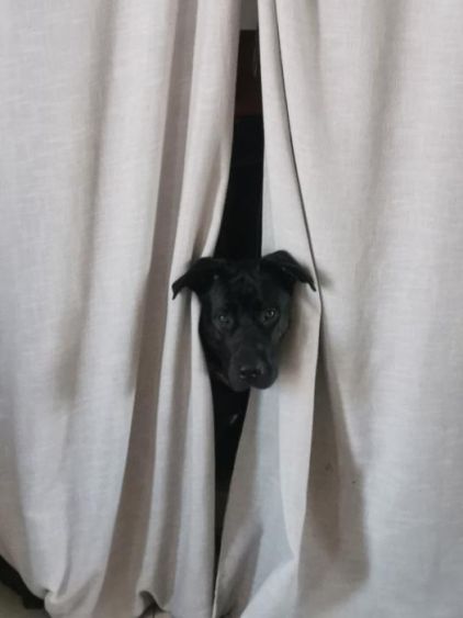 Photo d'Ona, Cane Corso crois� Berger Allemand