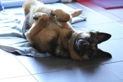 Photo de Lexy, Berger Allemand pure race