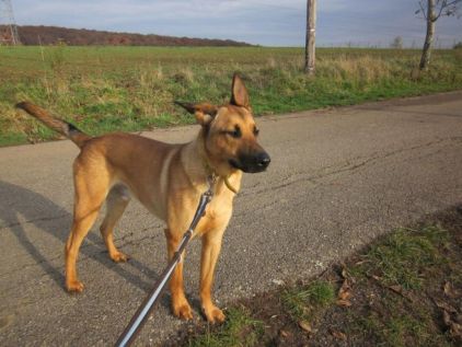 Photo de Luky, Berger Belge Malinois crois�