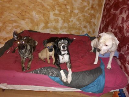 Photo d'Yuki, Berger Belge Malinois crois� Boxer