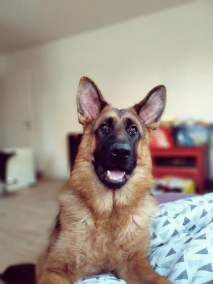 Photo de Pablo, Berger Allemand pure race