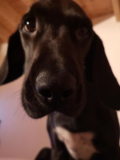 Photo de Poppy , Cocker anglais crois�