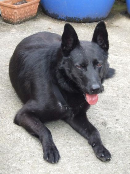 Photo de Boss, Berger Belge Malinois crois�