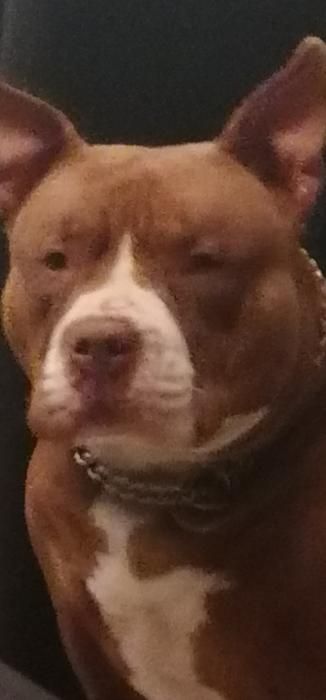 Photo de Kiara, American Bully pure race