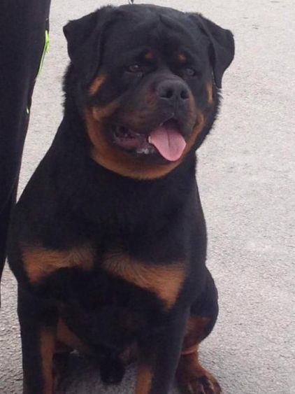 Photo de Ninja, Rottweiler pure race