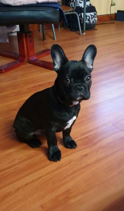 Photo de Paname, Bouledogue fran�ais pure race