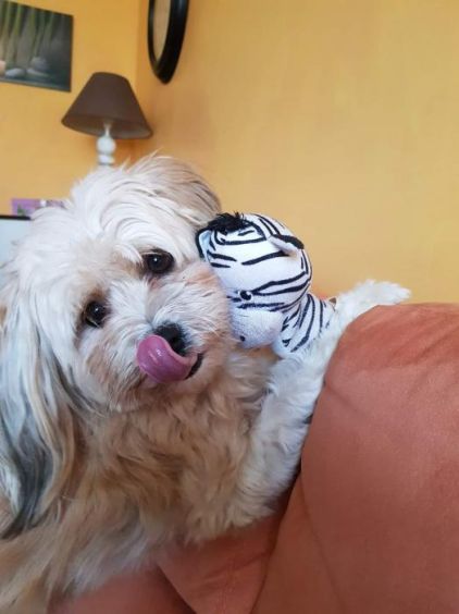 Photo de Vanille, corniaud P�kinois Caniche