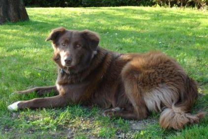 Photo de Kiwi, A�di pure race