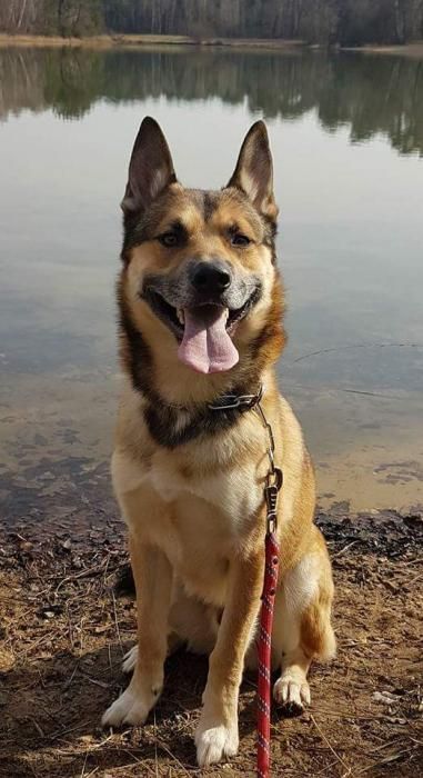 Photo de Jackpot, Husky crois� Berger Belge Malinois