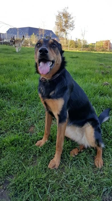 Photo de Lily, Berger Allemand crois� Beauceron