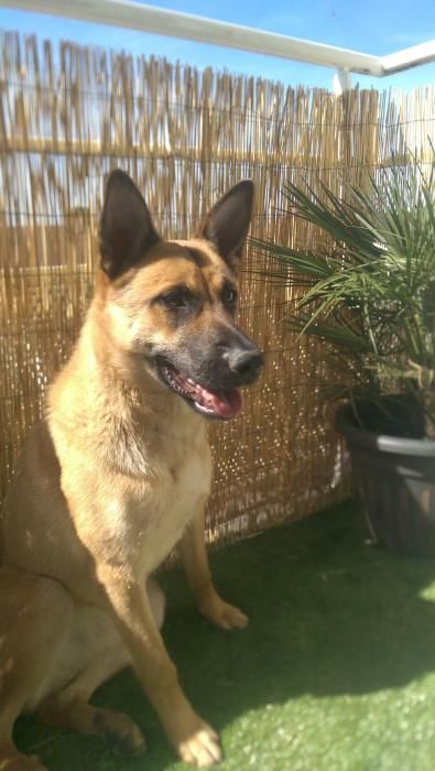 Photo de Zara, Berger Belge Malinois pure race