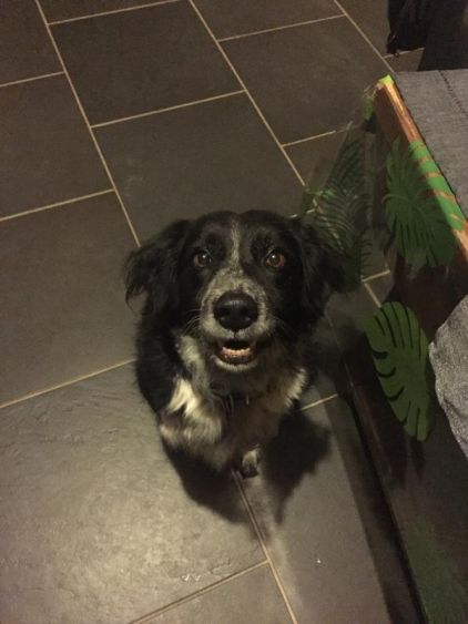Photo de Biscotte, Border Collie crois� Epagneul breton