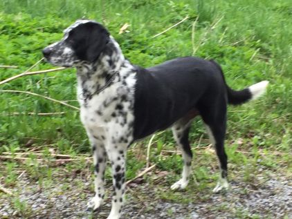 Photo de marthy, Labrador Retriever crois� Braque allemand