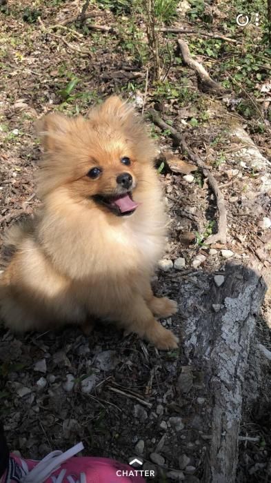 Photo de Cooky, Spitz nain pure race
