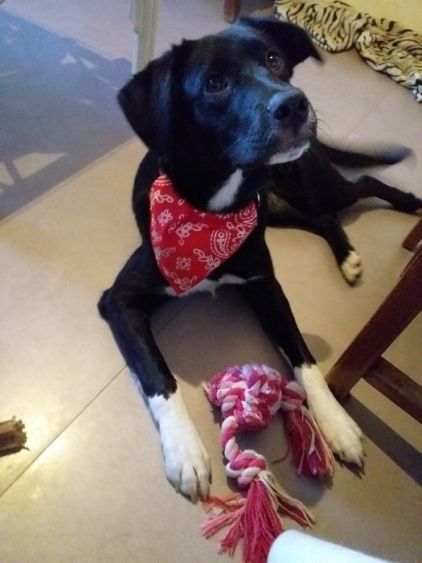 Photo de Bagherra, Border Collie crois� Labrador Retriever