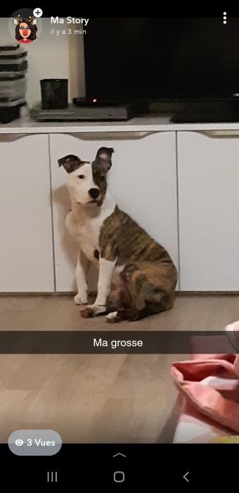 Photo de Panga, American Staffordshire terrier pure race