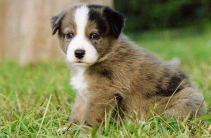 Photo de Afador, Labrador Retriever crois� L�vrier