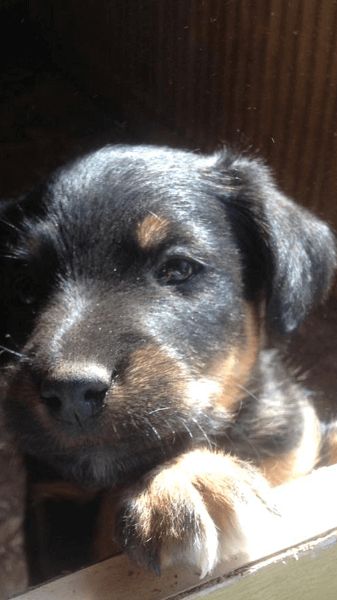 Photo de Django, Jagdterrier crois� Fox-terrier