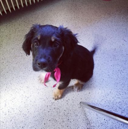 Photo de Lola, Golden Retriever crois� Bouvier bernois