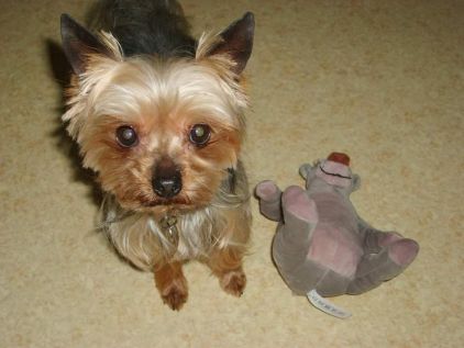 Photo de Eliot, Yorkshire terrier pure race