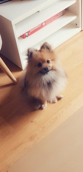 Photo de Orson, Spitz allemand pure race