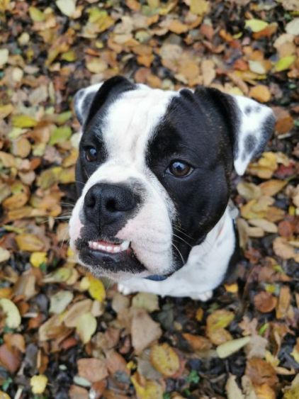 Photo de Opium, Old English Bulldog pure race