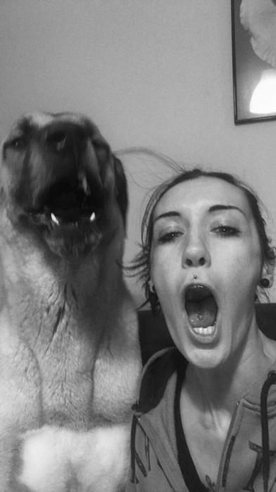 Photo de N�volkan, Berger d'Anatolie kangal pure race