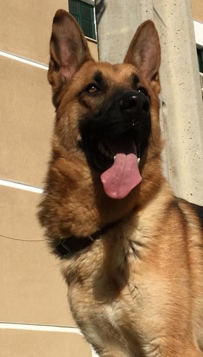 Photo de Toni, Berger Allemand pure race