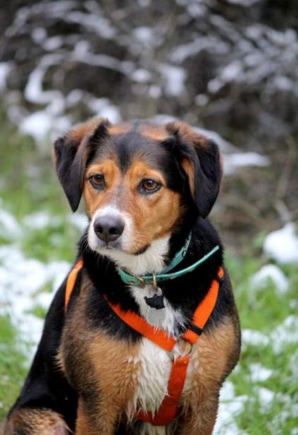 Photo d'Heras, Berger australien crois� Beagle