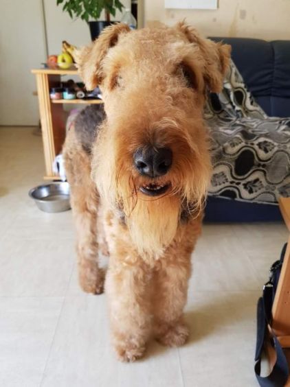 Photo de Na�a, Airedale Terrier pure race
