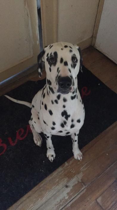 Photo de Oslo, Dalmatien pure race