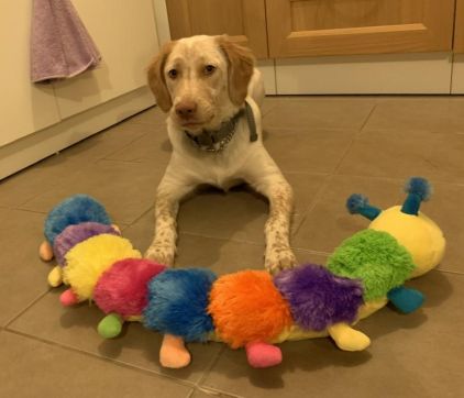 Photo de Setter anglais