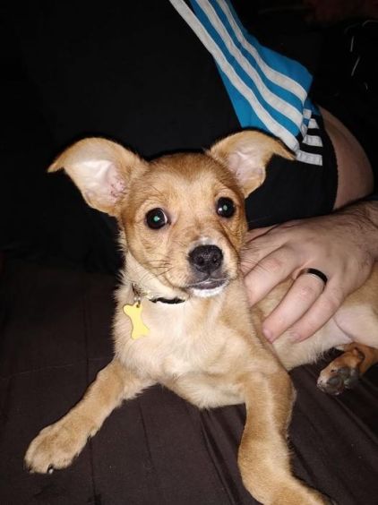 Photo de Twist, Chihuahua crois� Spitz allemand