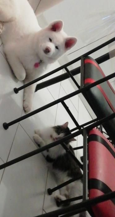 Photo de Akira, Akita pure race