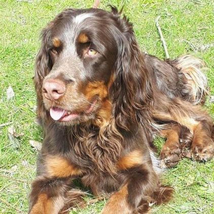 Photo de Margo, Epagneul Picard pure race