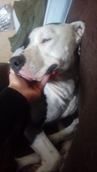 Photo de Vatos, Dogue argentin crois� American Staffordshire terrier