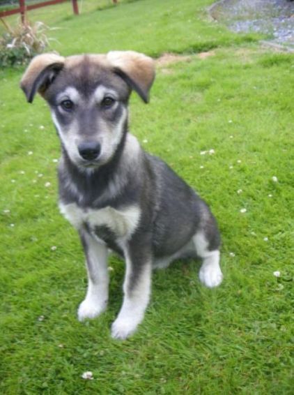 Photo de Minou, Labrador Retriever crois� Malamute de l'Alaska