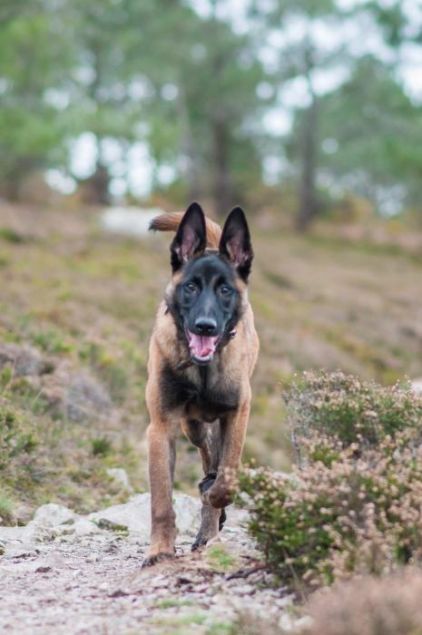 Photo de Phanto, Berger Belge Malinois pure race