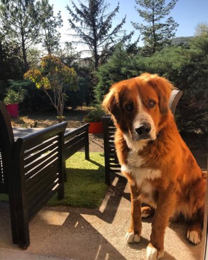 Photo de Lenny, Bouvier bernois crois� Berger d'Anatolie kangal
