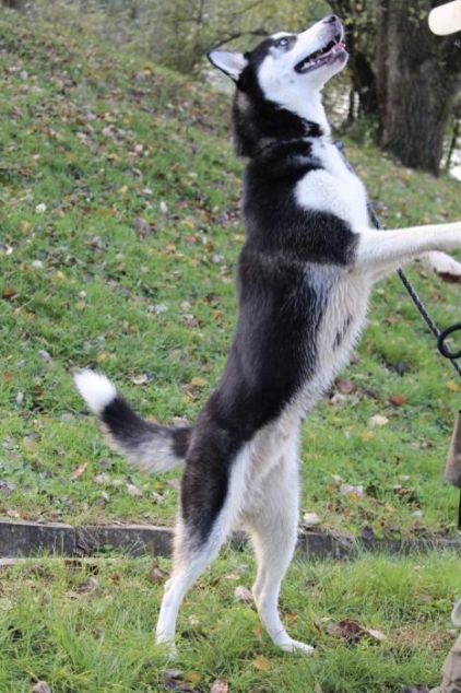 Photo de Orkan, Husky pure race