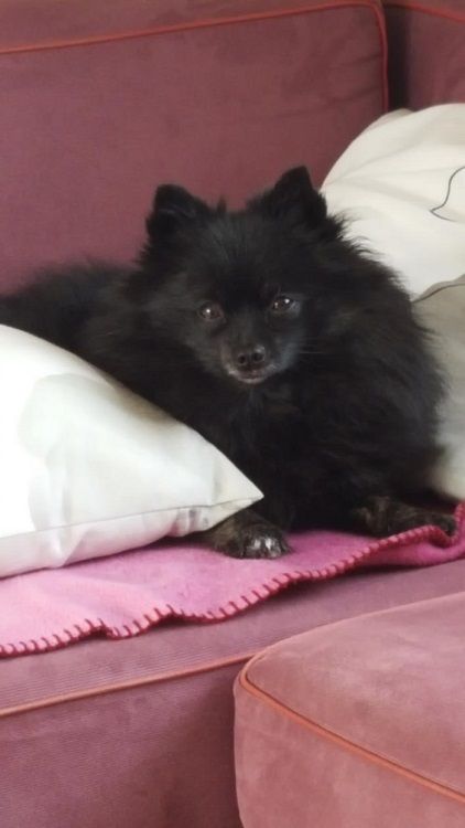 Photo de Nuit de folie, Spitz allemand pure race
