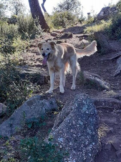 Photo de Luna, Berger blanc suisse crois�