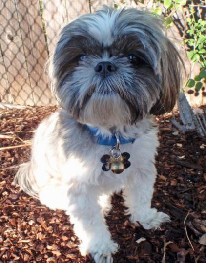 Photo de Lucy, Shih Tzu pure race