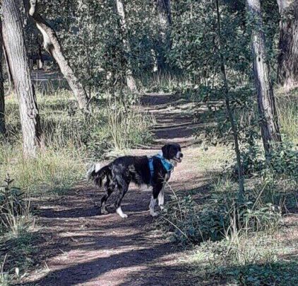 Photo de Cheyenne, Border Collie crois�